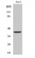 EDG-6 Polyclonal Antibody